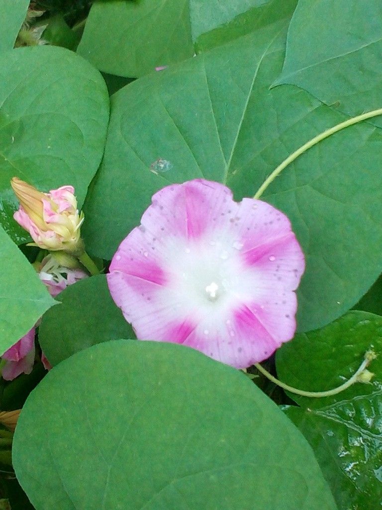 小さくて可愛いお花です(*^^*)