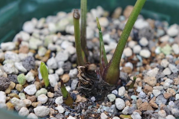 小苗君に新芽