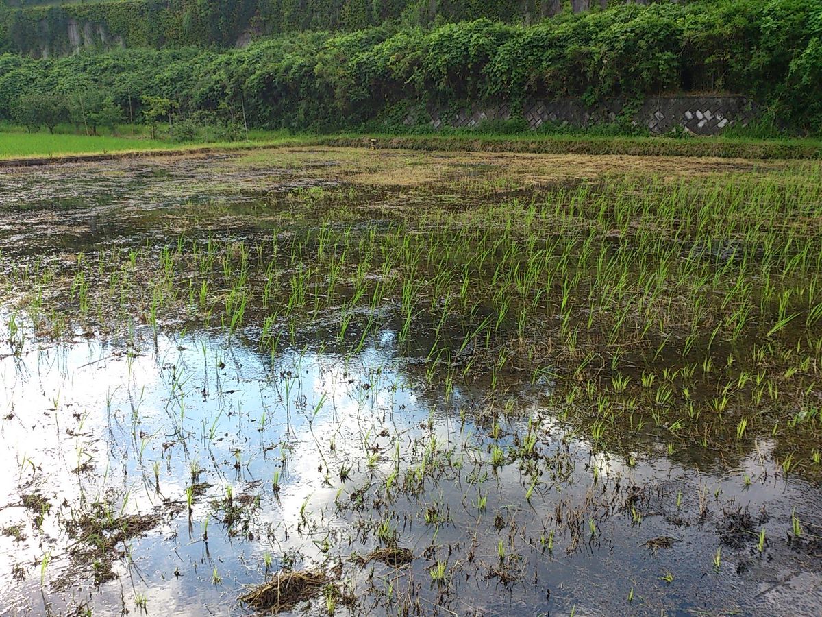 田植え。進捗状況。