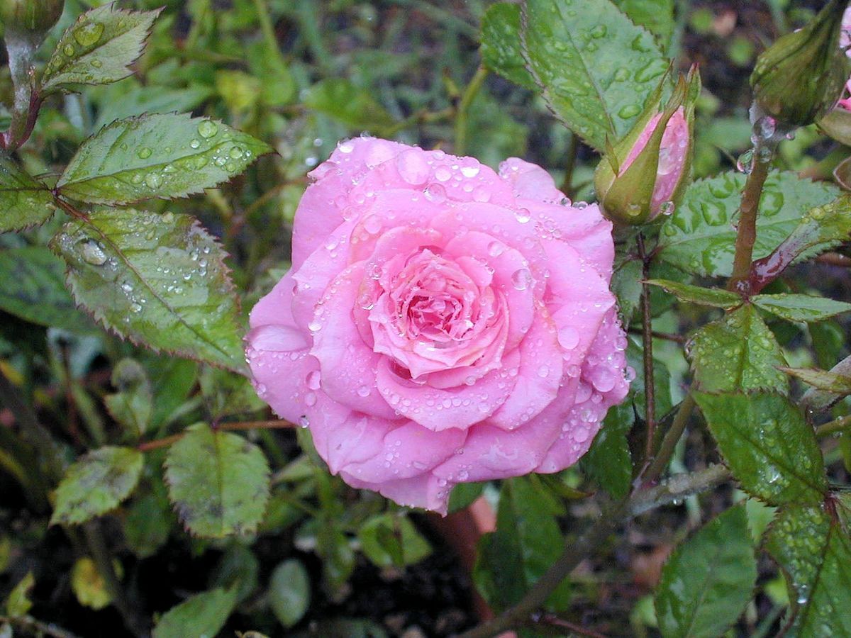 梅雨ですね