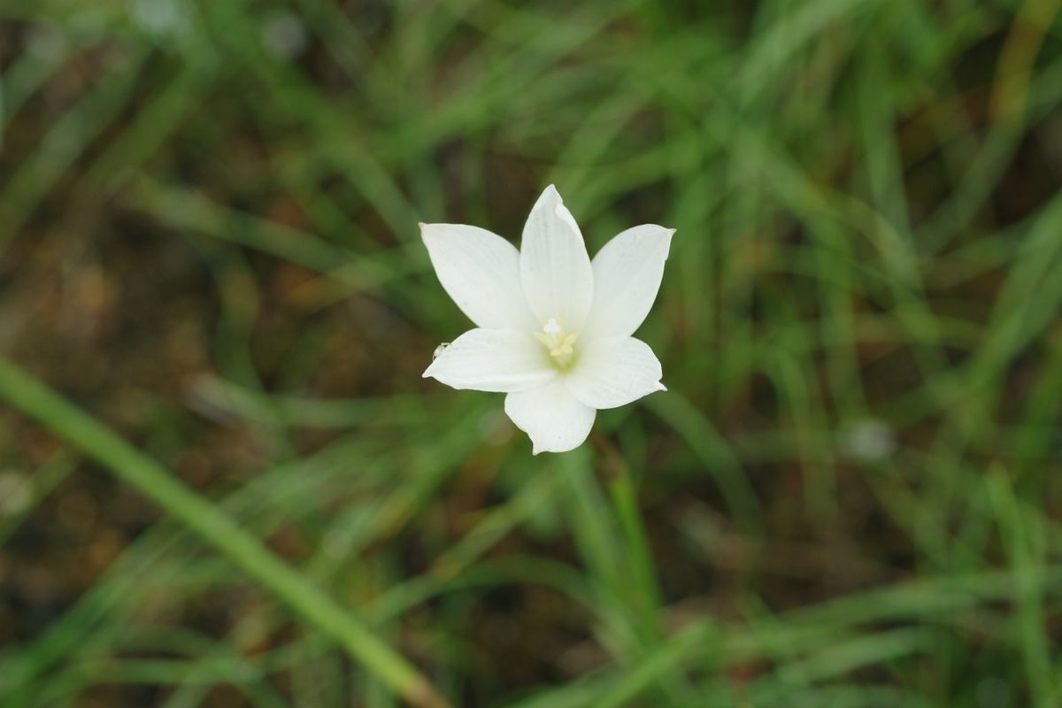 Zephyranthes traubii x Z. primulina