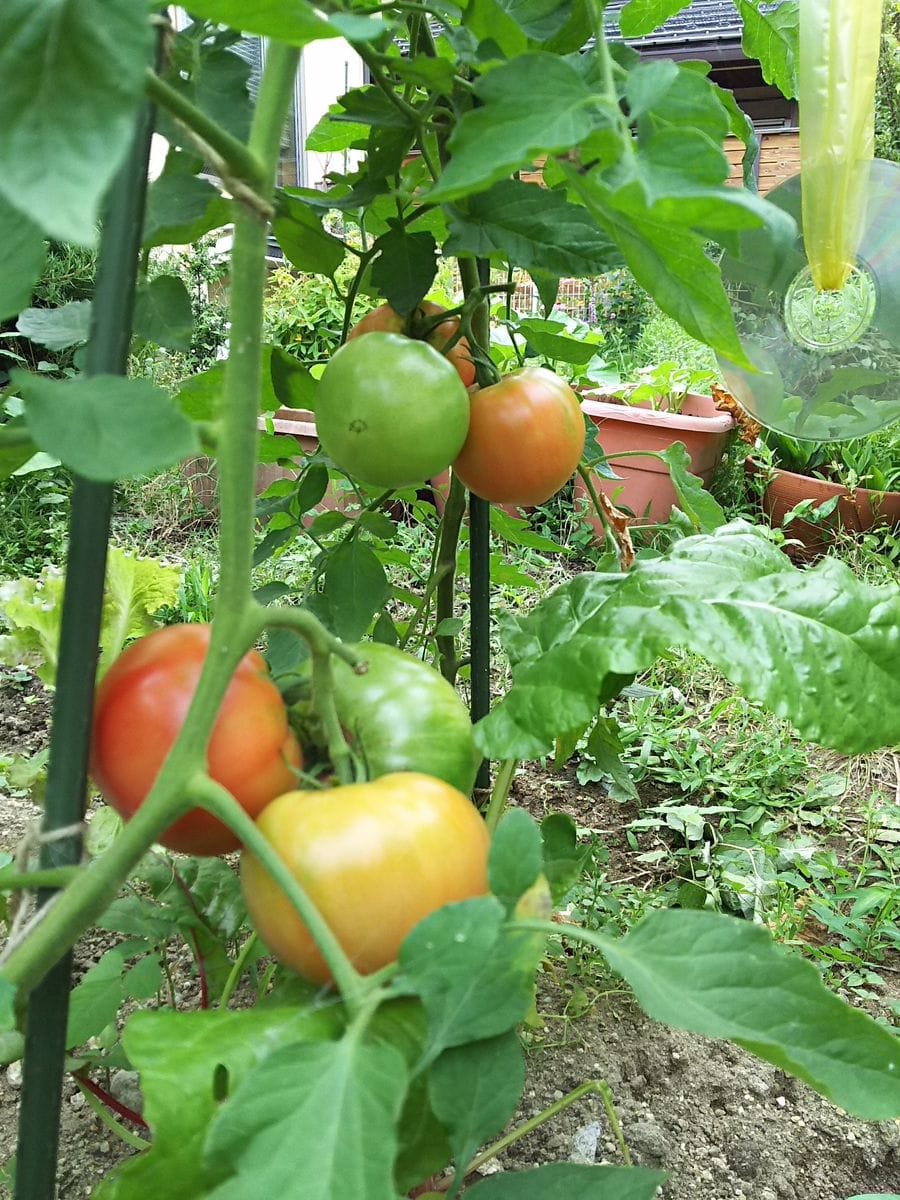 きれいなトマト🍅食べたい❗