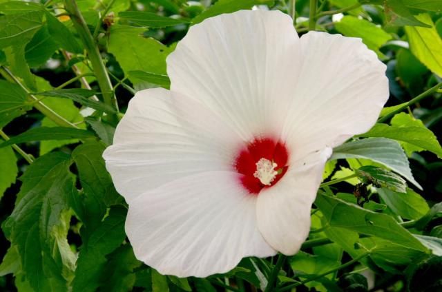 我が家のもう一つの花