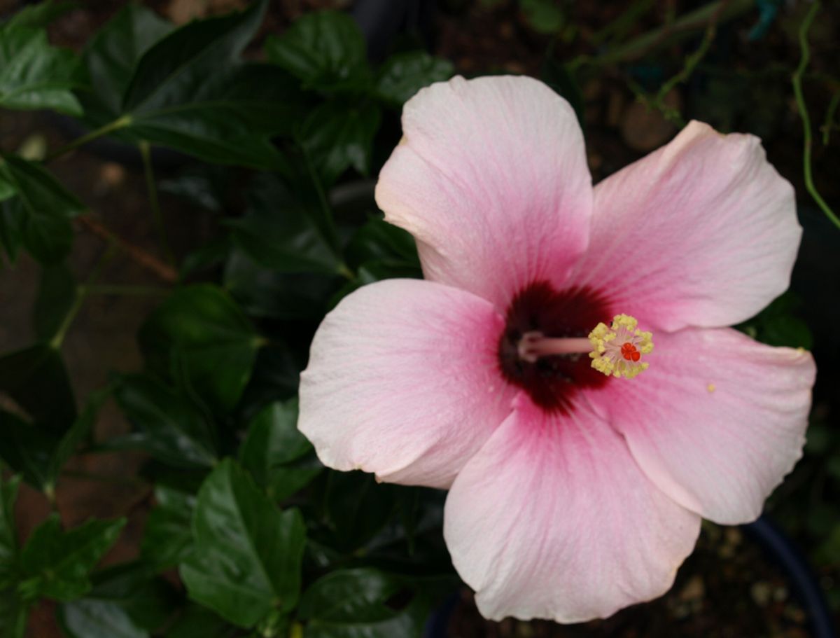 夏の花のままでいて