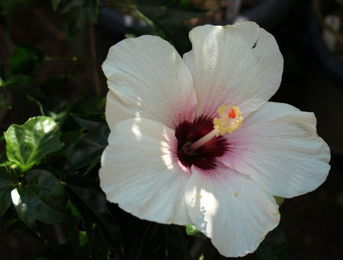 夏の花のままでいて