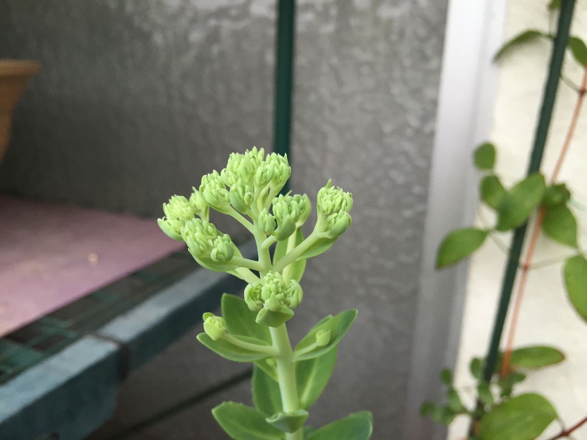 この花の名前を分かる？