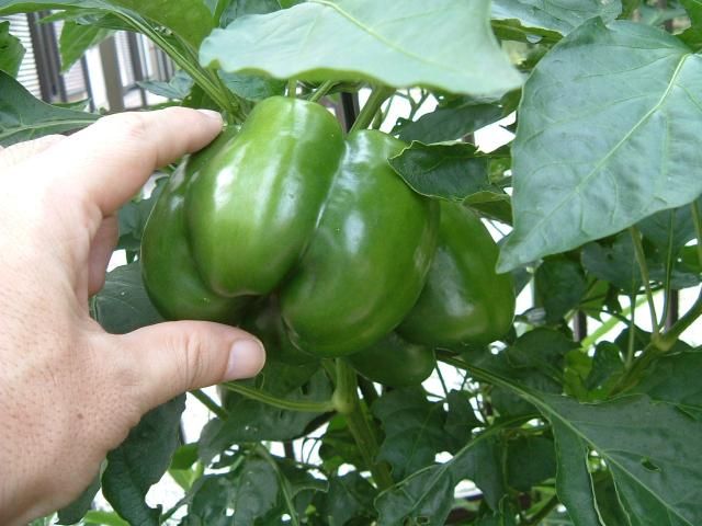 パプリカが色付かない・・・から食べちゃった