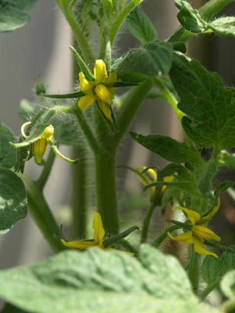 野菜のお花