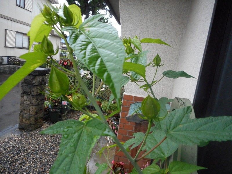 雨の庭から②