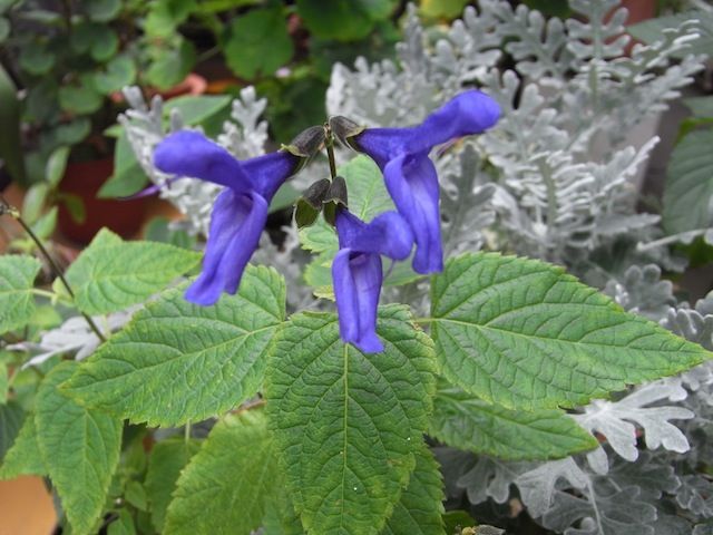 実家の庭から　夏　その3　「青い花」