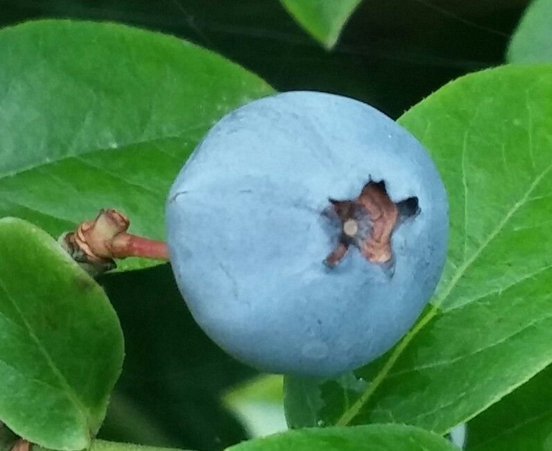 ベリー ベリー チェリー🍒