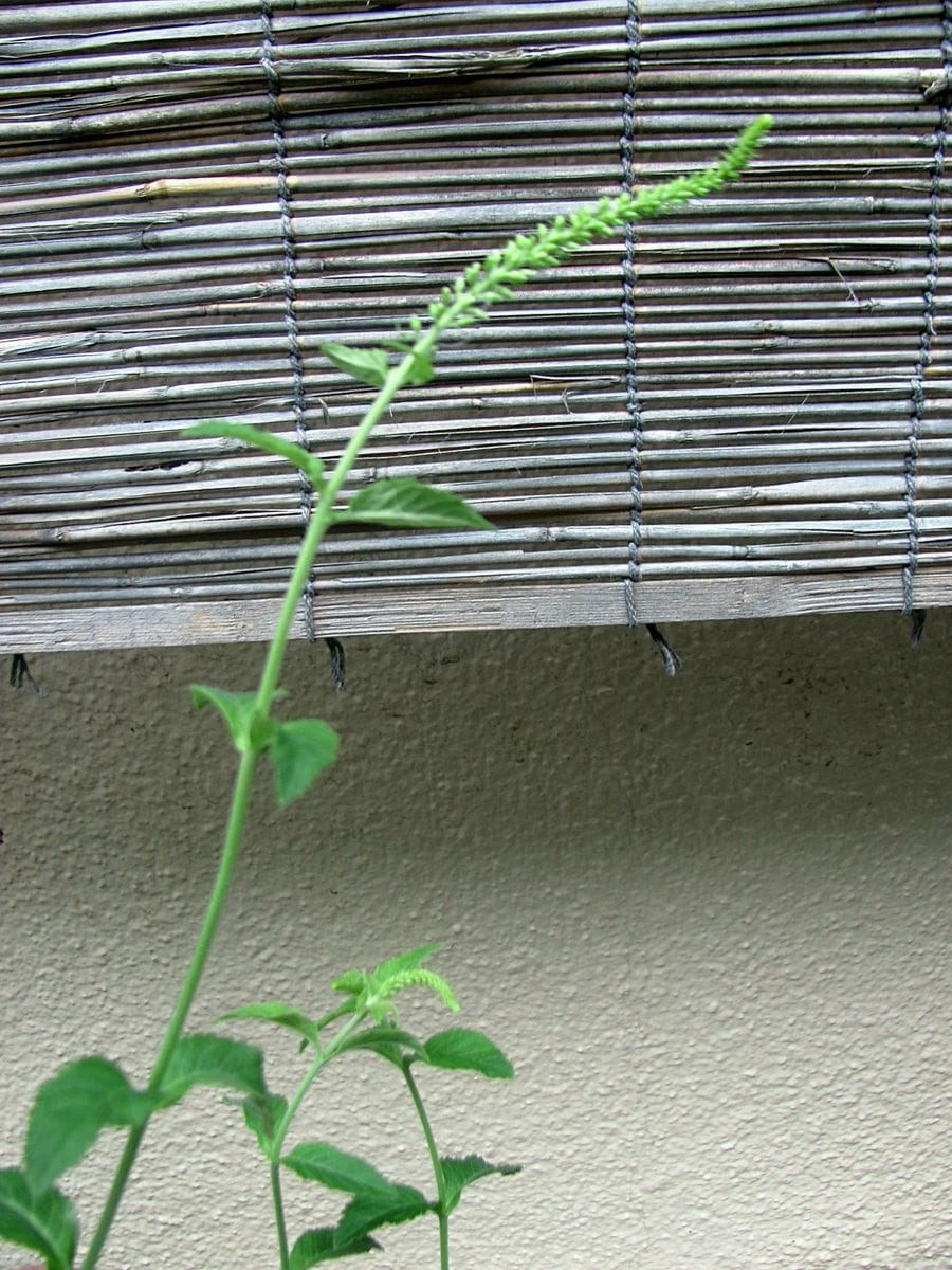 開花が待たれます・・