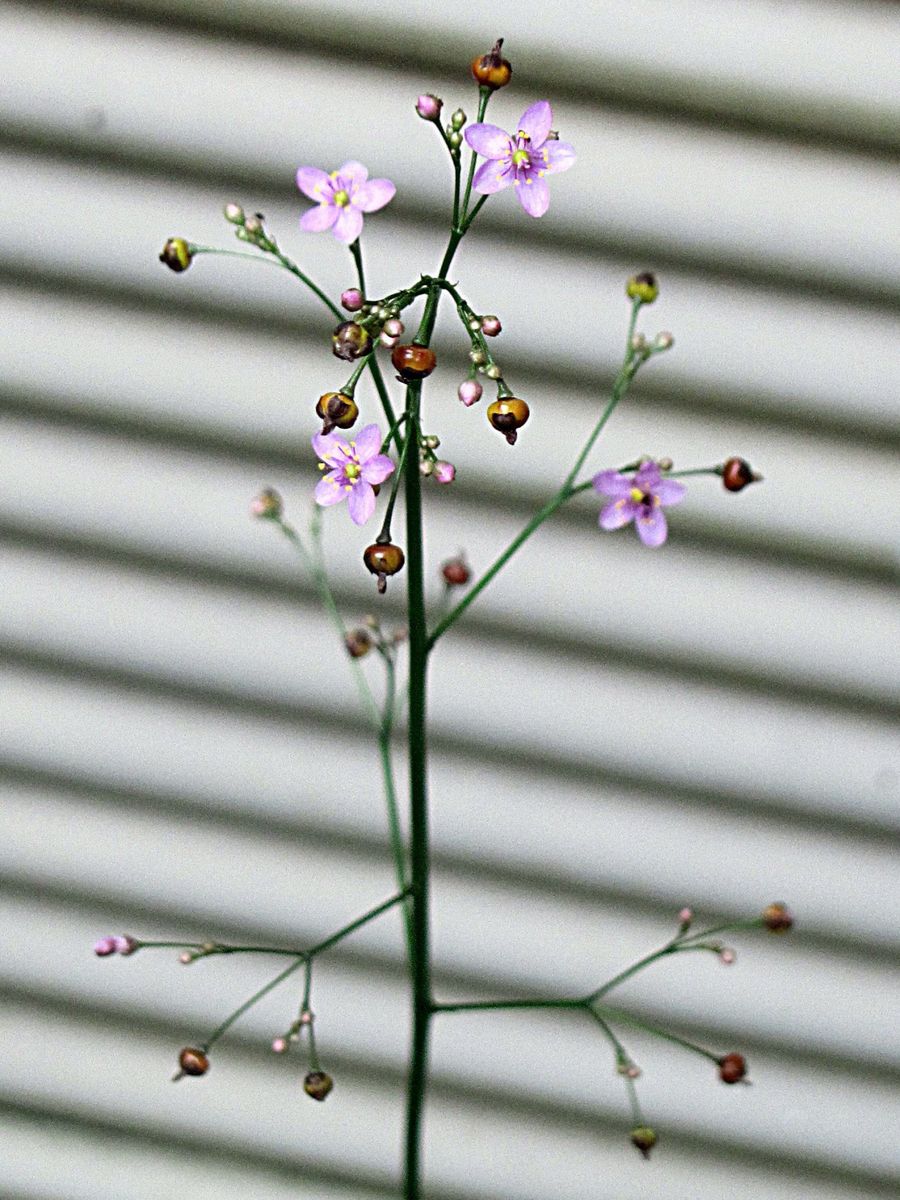 開花が待たれます・・