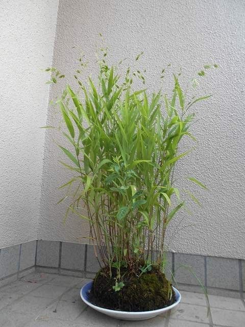 偽小判草