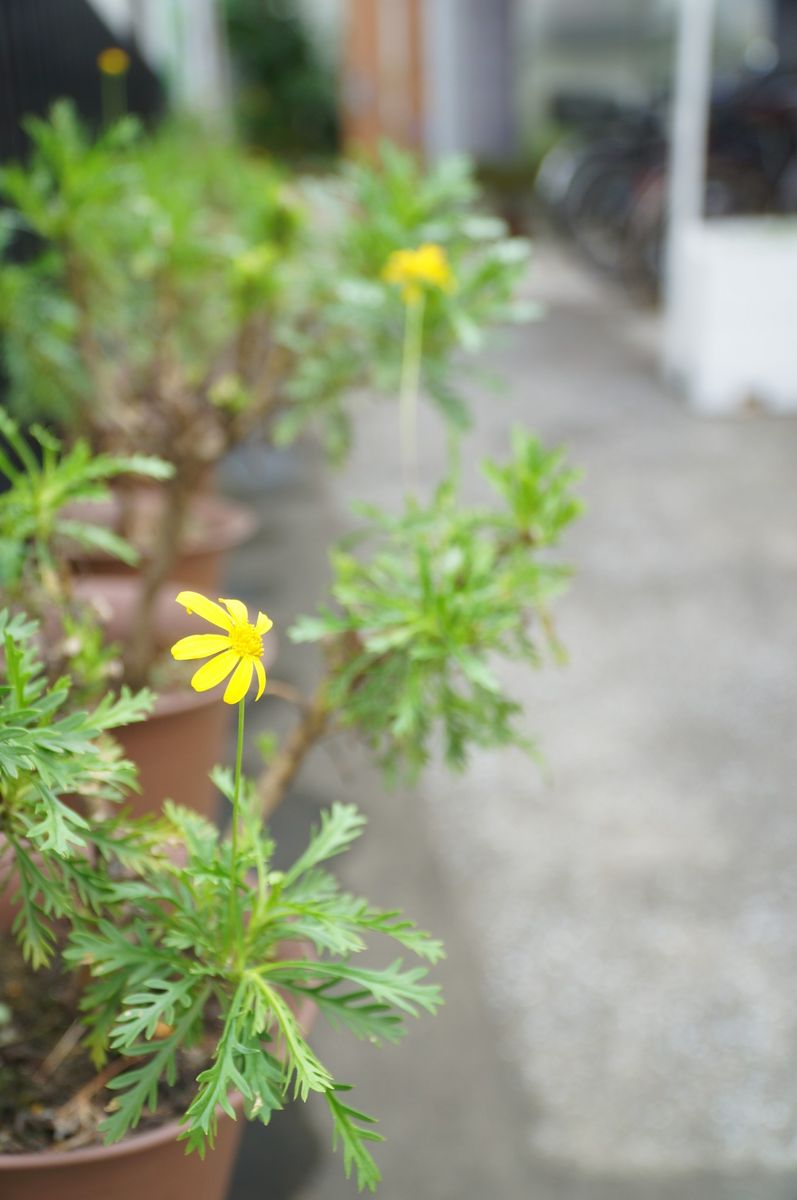 今朝の朝顔