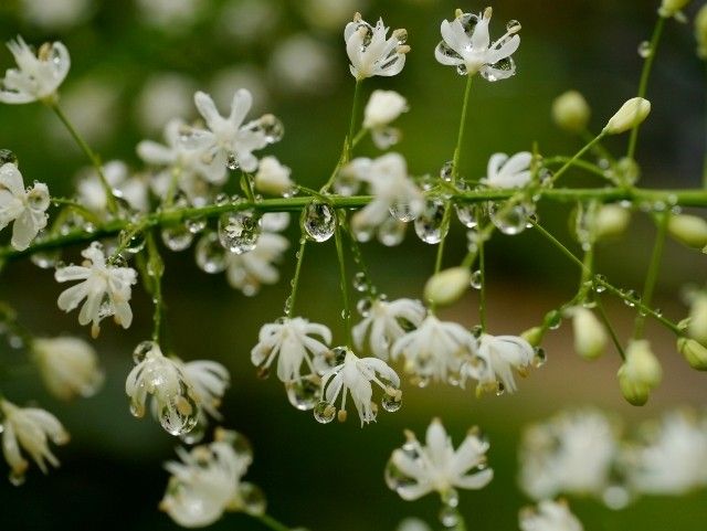 雫の花