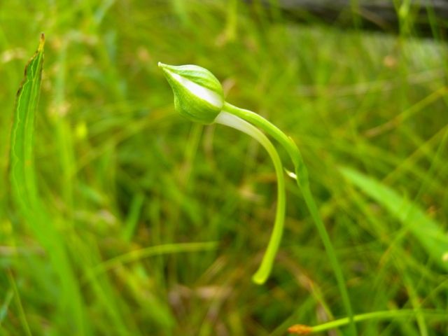 サギソウが咲きました！