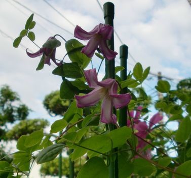 暑さに負けず咲いています。