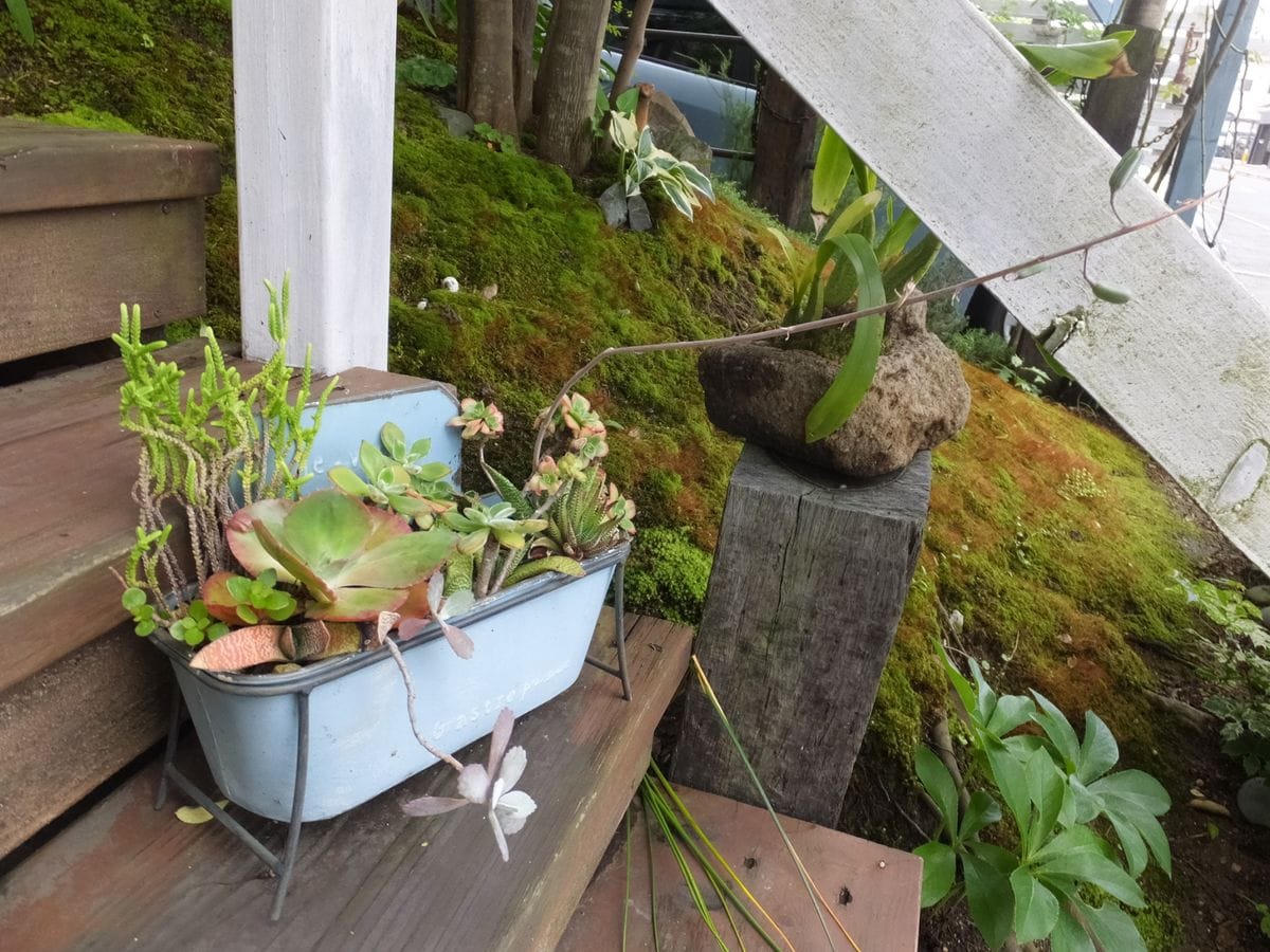 寄せ植え３種