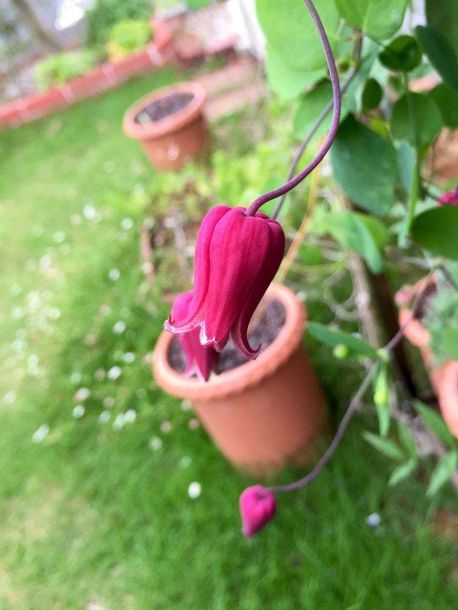 天使の首飾りの2番花♪