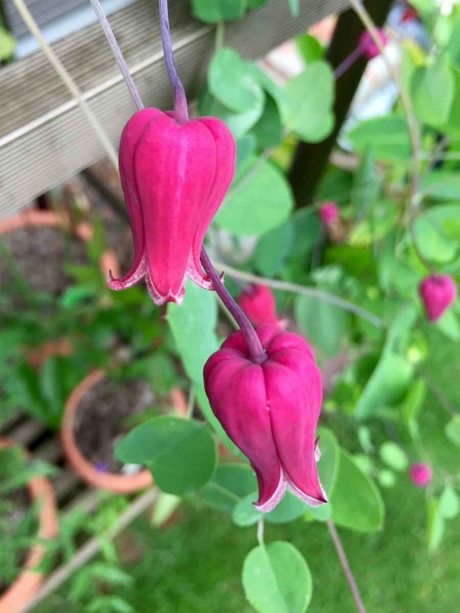 天使の首飾りの2番花♪