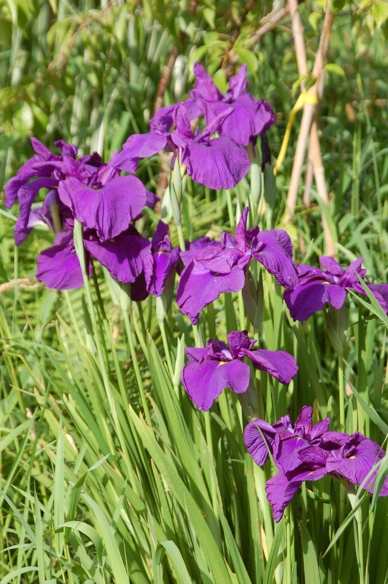 花菖蒲「大淀」