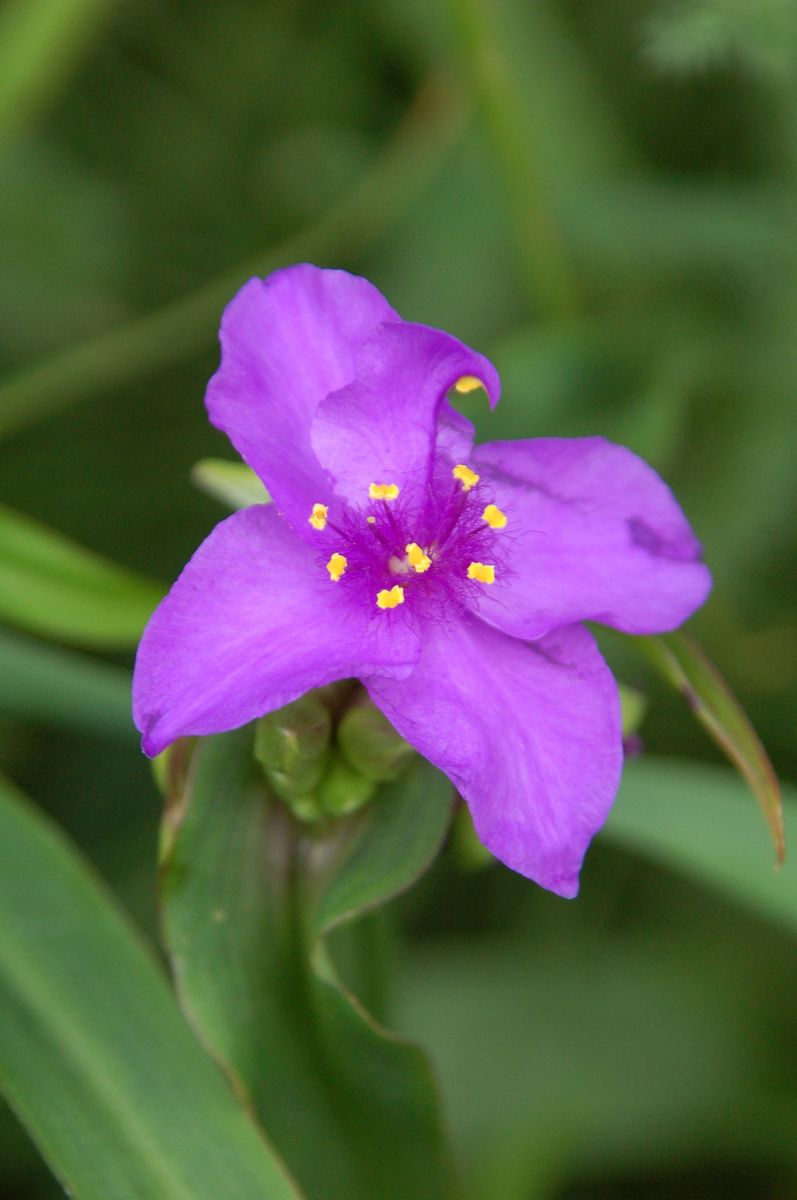 花菖蒲「大淀」