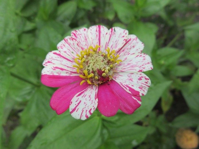 タイタンビカス　初花開花♪