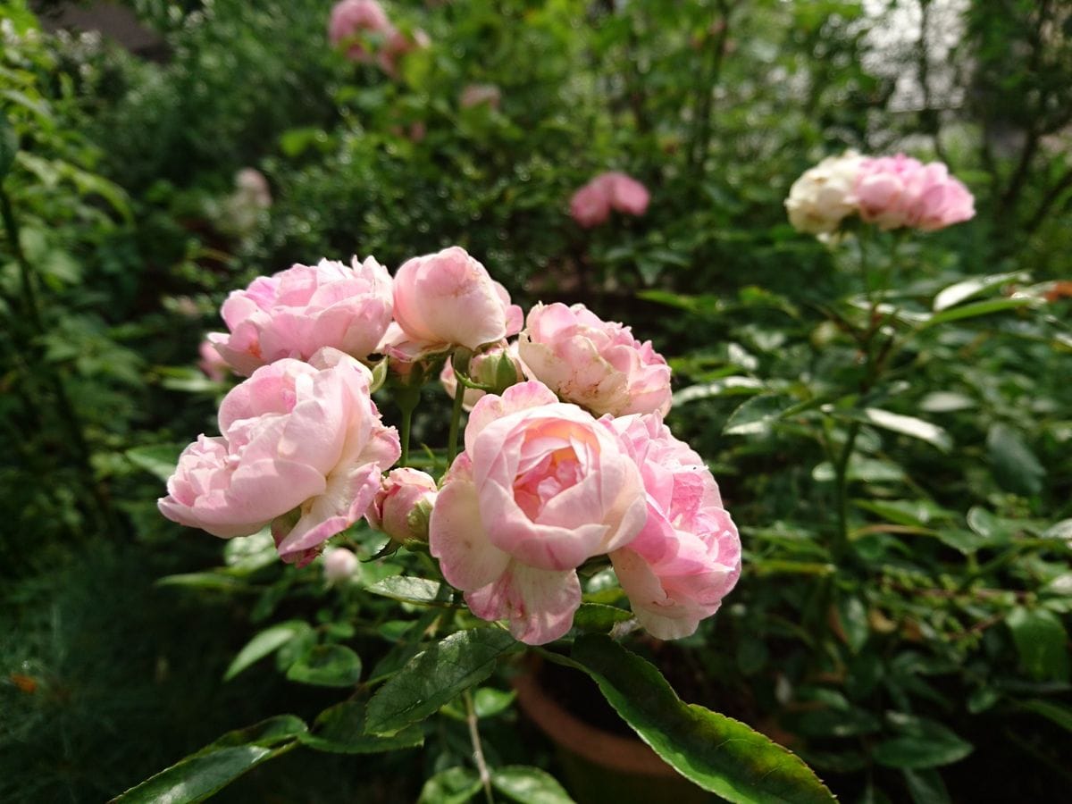 鈴のような花