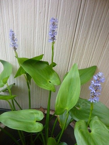 レモンマートルの花