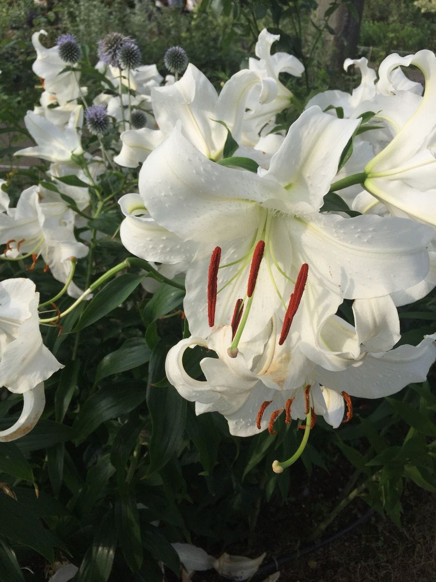 港の見える丘公園が百合の香る公園になっていた！