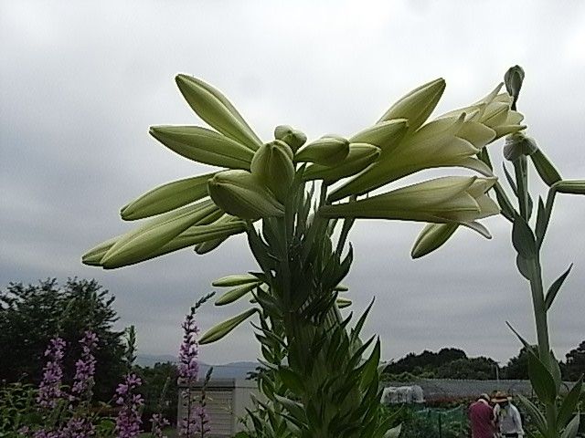 20個の花をつけた　新鉄砲ユリ