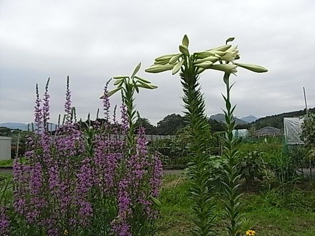 20個の花をつけた　新鉄砲ユリ