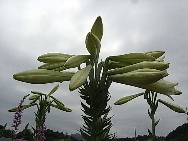 20個の花をつけた　新鉄砲ユリ