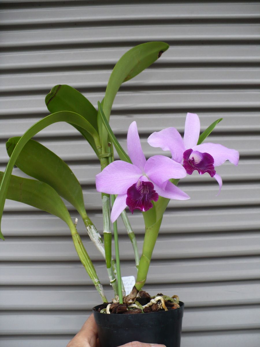 Ctt. Parysatis coerulea 'Izumi'.