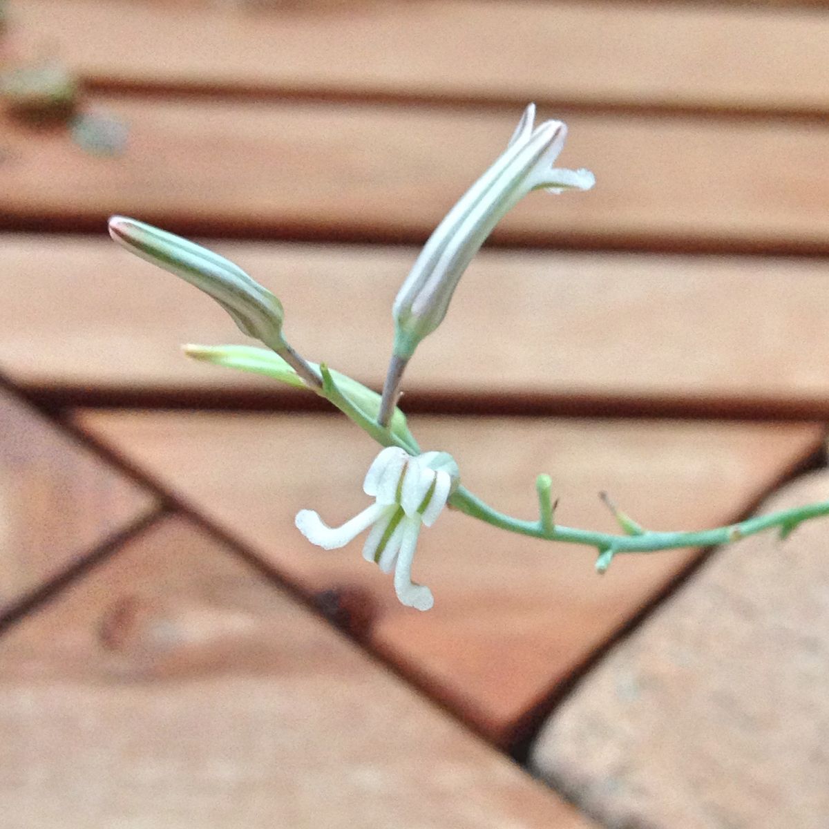 多肉植物の花2016 〜"十二の巻"〜