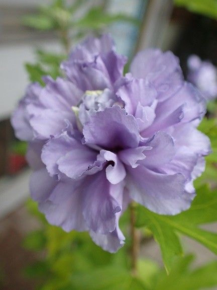 青いムクゲの花開花と義捐金振込