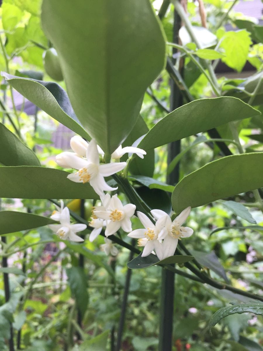 キンカンの花🌻真っ白の小さい花🍀