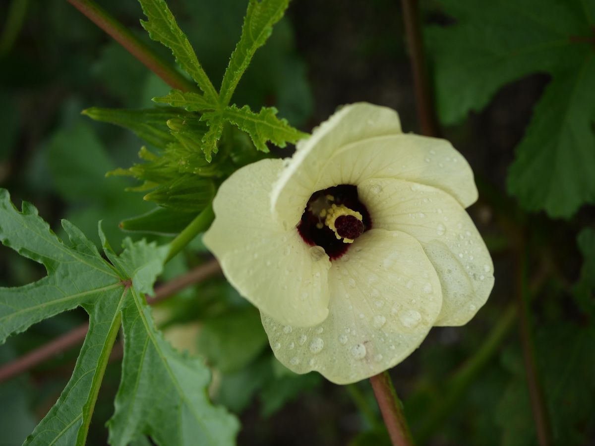 クコの花と実