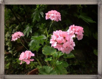 花の画像で遊んでみたよ～♪