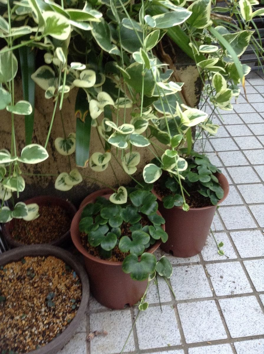 雪割草のこぼれ種と……鉢から根が出てる子の植え替え終わりました。