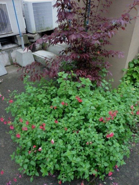 梅雨明け　夏花壇へ