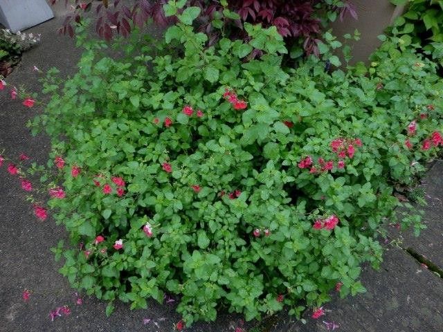 梅雨明け　夏花壇へ