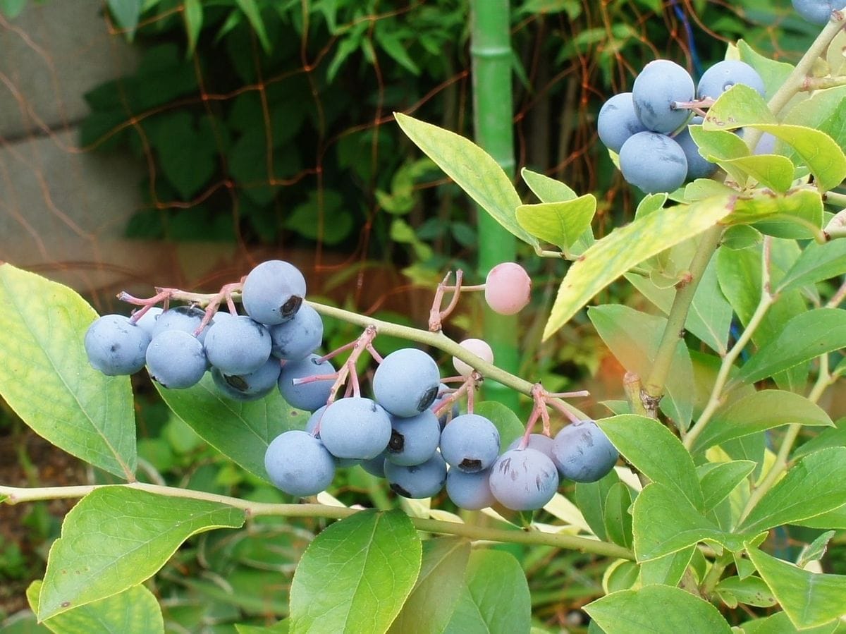 観葉植物 実　朝顔