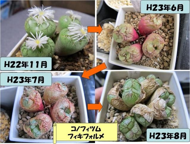 リトープスたちの成長過程①