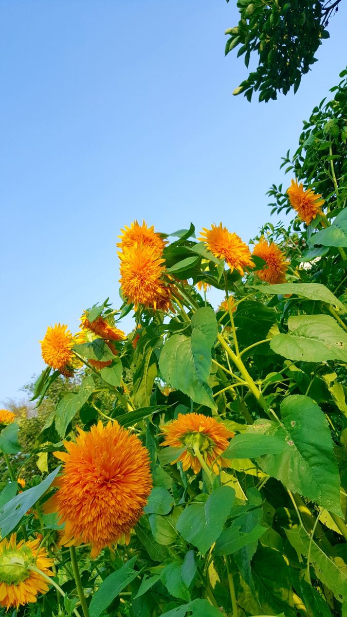 ひまわり🌻