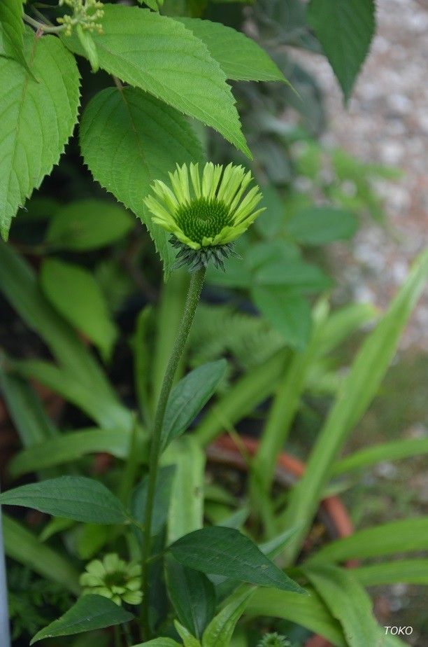 グリーンの花…