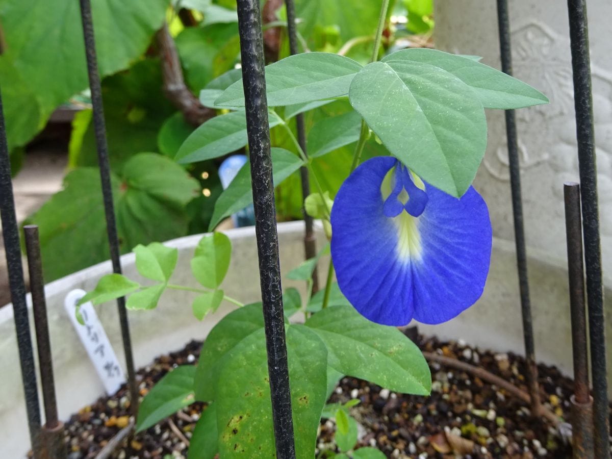 朝顔に似た花、クリトリア