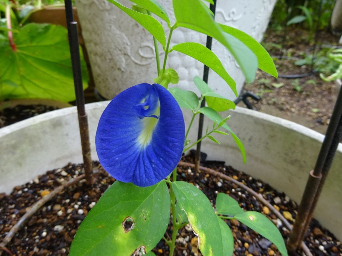 朝顔に似た花、クリトリア