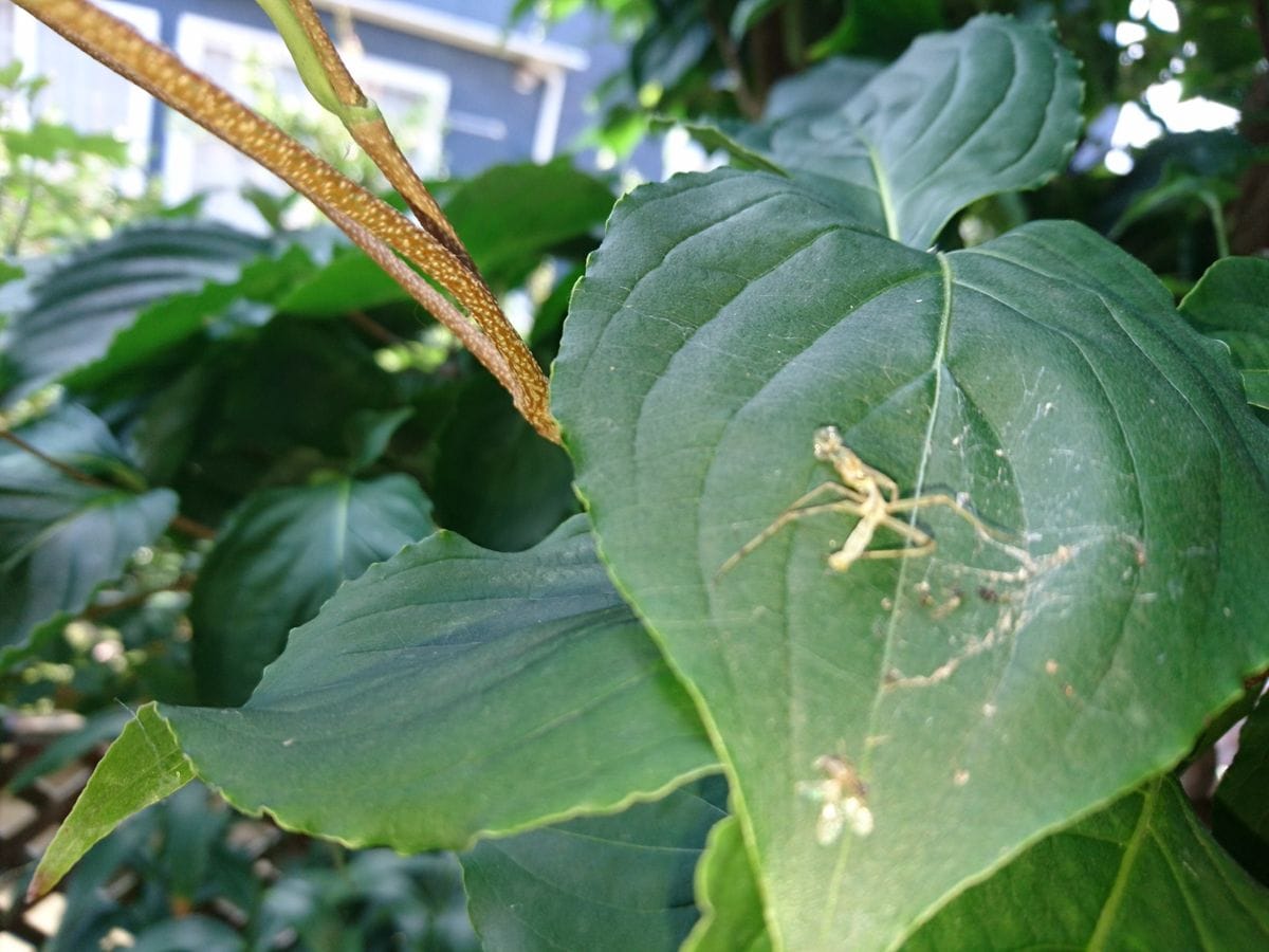 カマキリさん✨は、何処でみよけたのか？